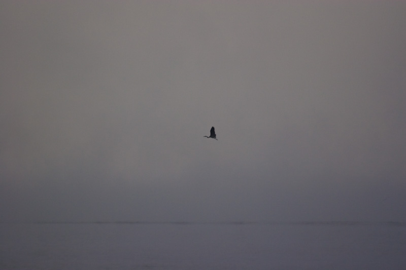Great Blue Heron Flying Through Fog